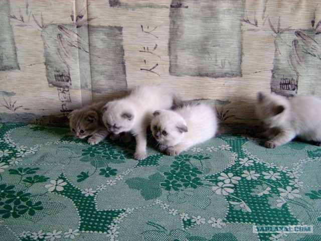 Котовторник 27.03.2012