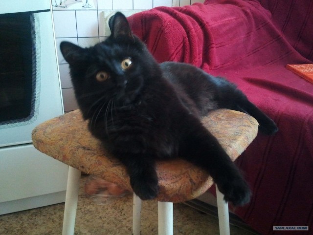 Котовторник (15.05.2012)