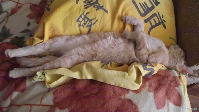 Котовторник 29.05.2012