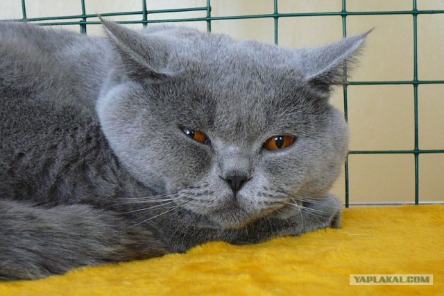 Котовторник   5.06.2012