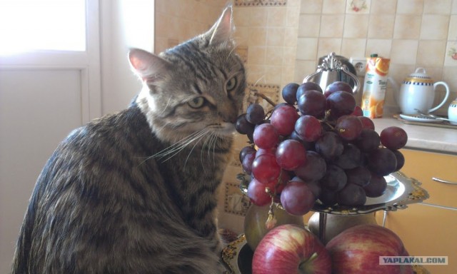 Котовторник  19.06.2012