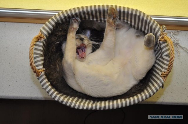Котовторник  17.07.2012