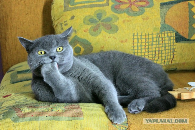 Моя котодженга
