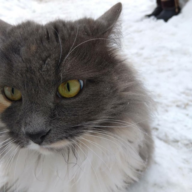 Прикольных котов пост