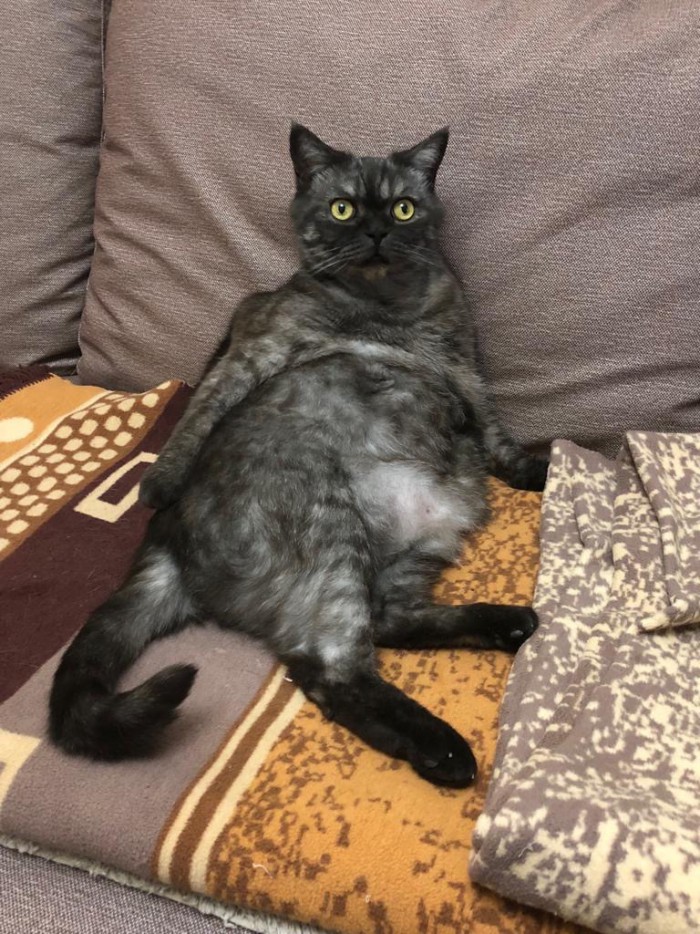16 ритуалов, которые совершает каждый котовладелец