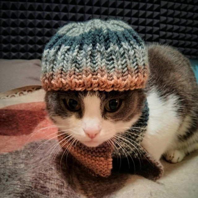Забавные фото котеек