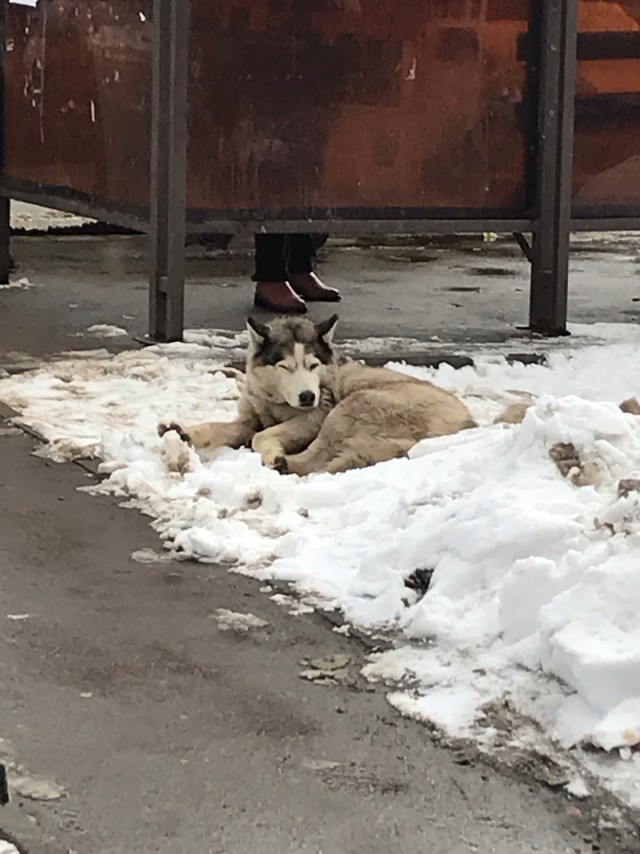 Живность из сети