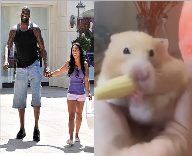 Хомяк: впихнуть невпихуемое