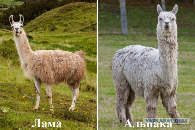 Сможете ли вы различить этих почти идентичных животных?