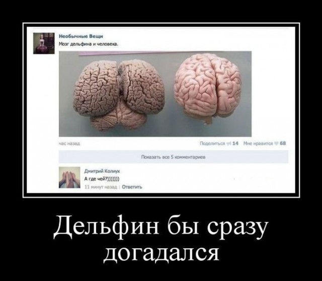 Медитативное видео: Дайвер-любитель встретился с белухой у острова Попова во Владивостоке