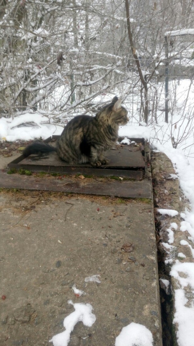 Подборка забавной живности