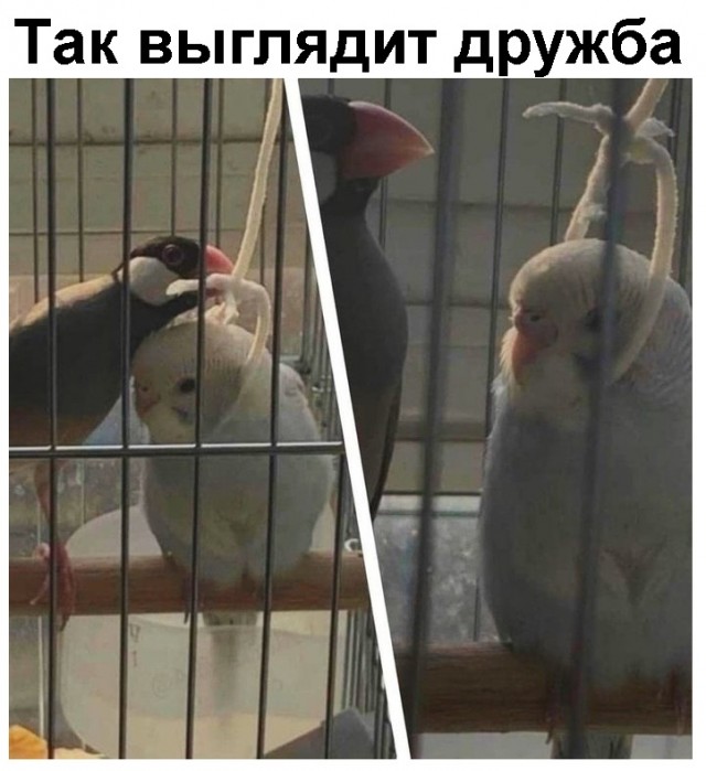 Весёлый полтишок 13.03