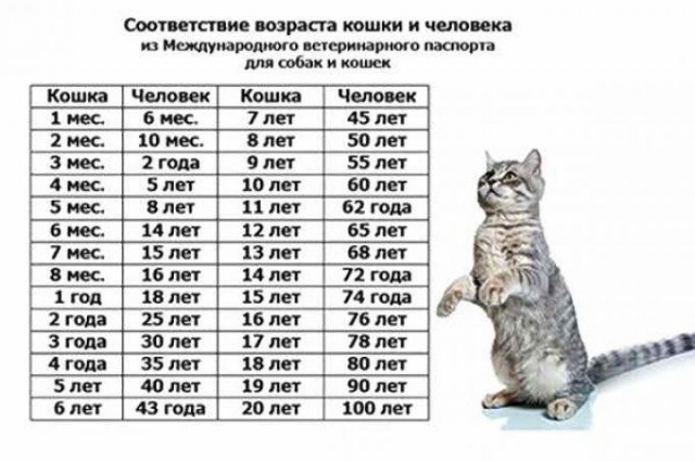 Кошка-старушка