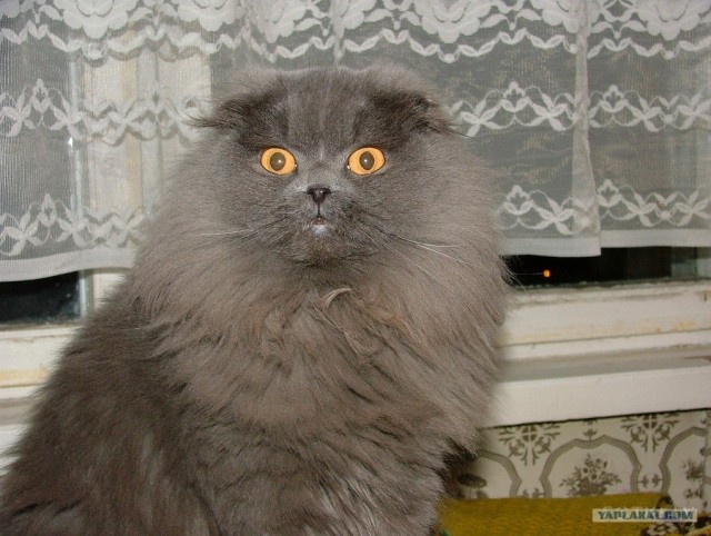 Очень кушать хочется.