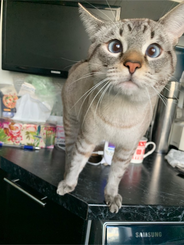 К котовторнику