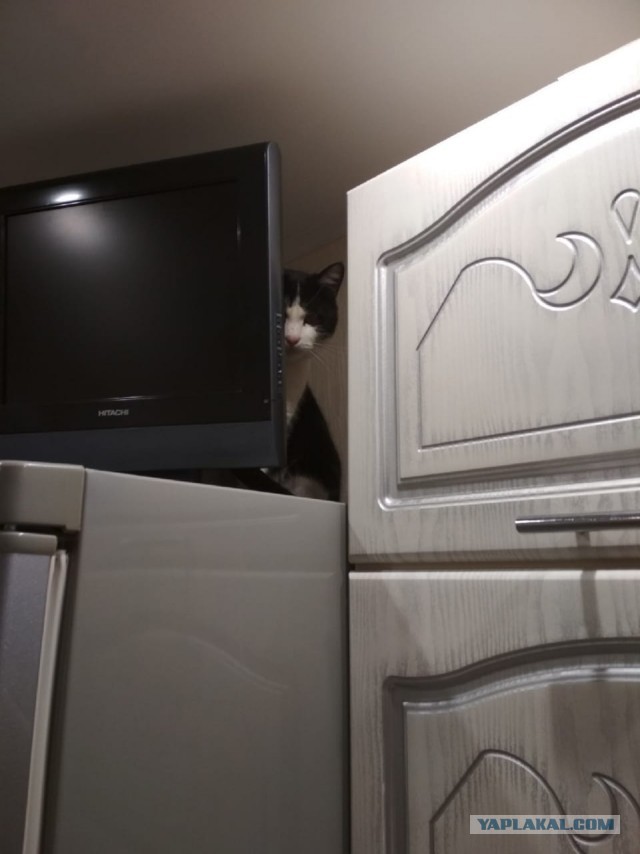 Котовторник так котовторник