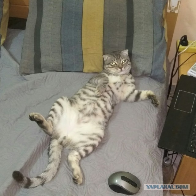 Разбавлю новости