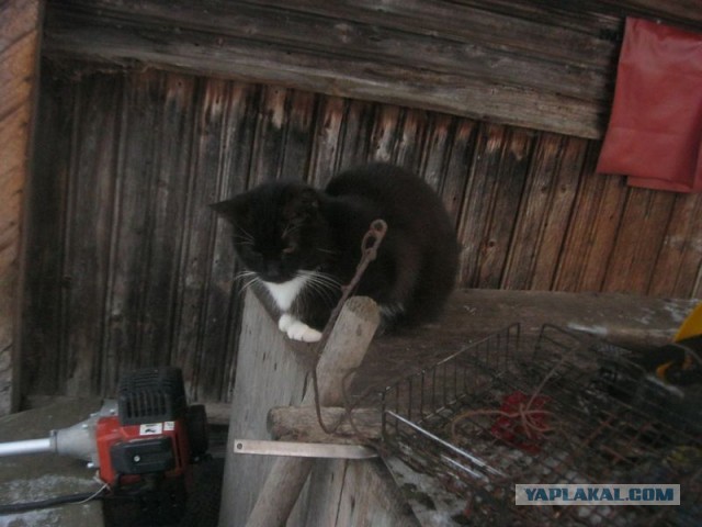 Жизнь домашнего приюта для котеек 421