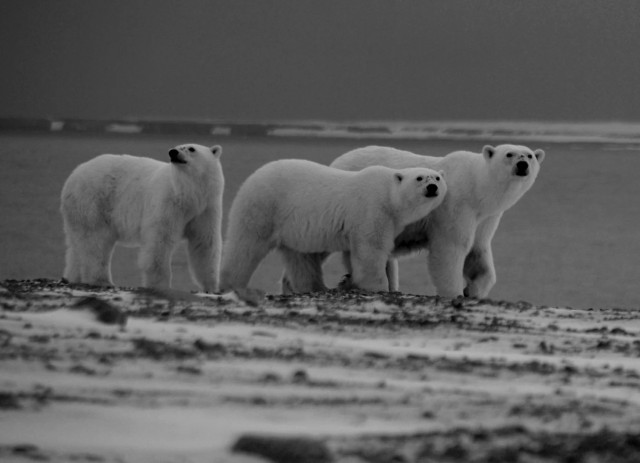 Как советскому кочегару удалось выжить 34 дня на северном острове в одиночку