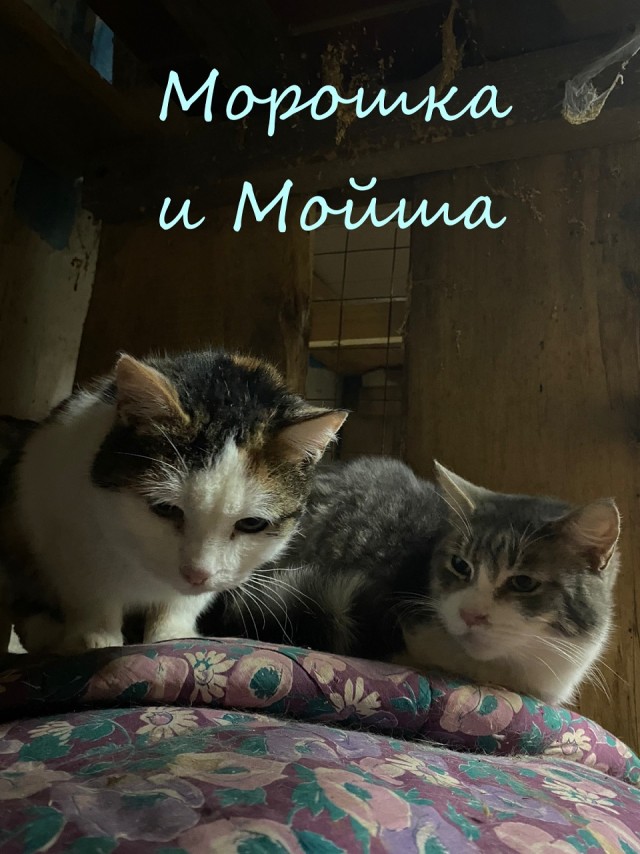 Жизнь домашнего приюта "Котоленд" 372