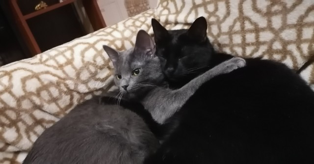 Коточетверг!
