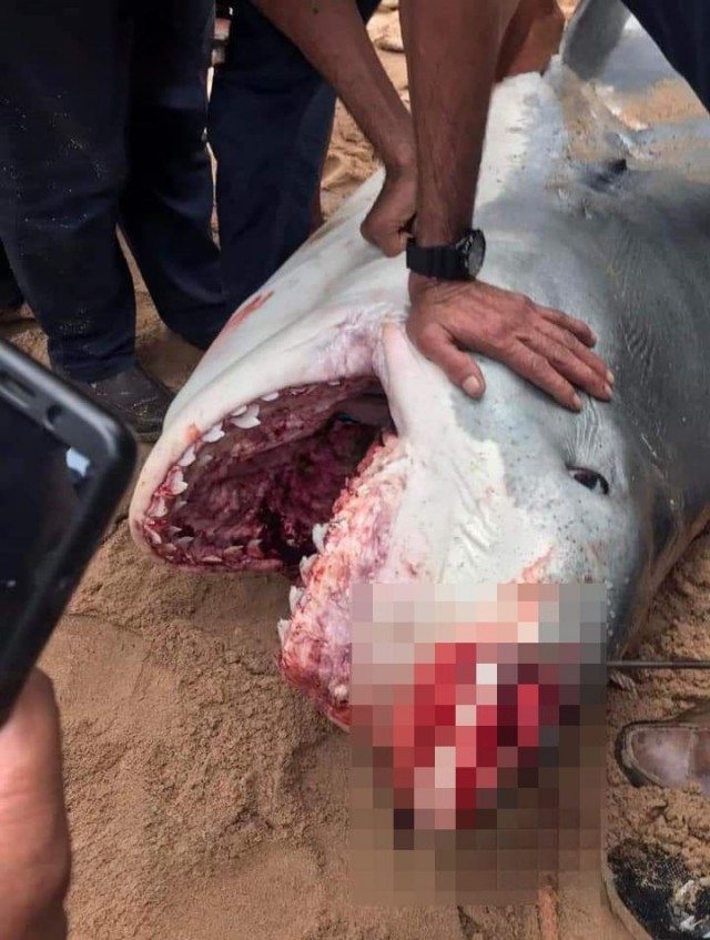 Растерзанным акулой в Хургаде оказался 23-летний Владимир Попов из Архангельской области