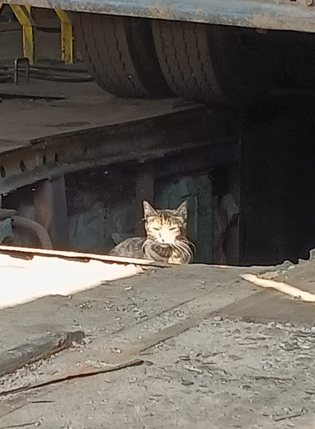 Очень производственные коты