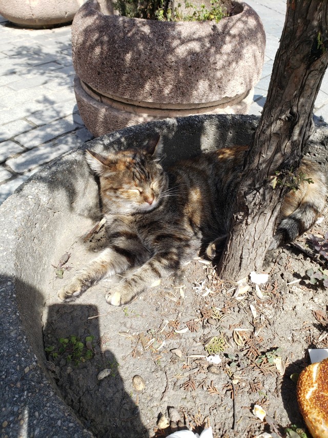 Стамбульские котики