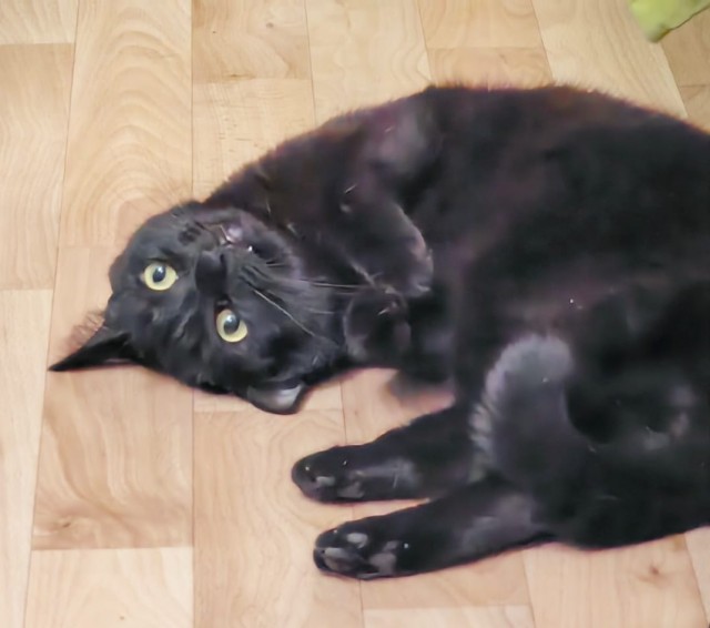 Котовторник