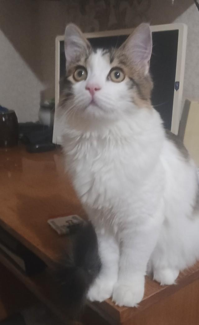 К котовторнику!)