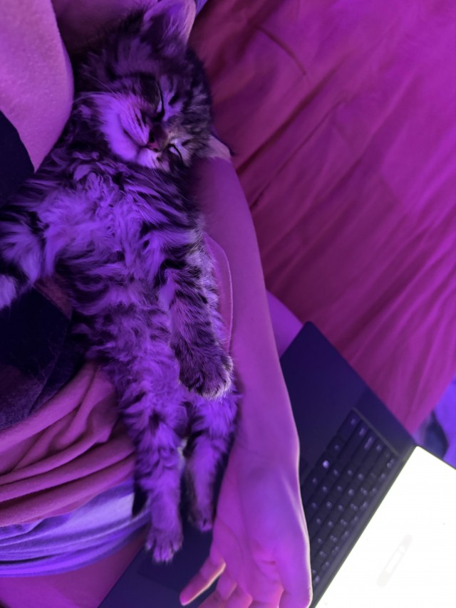 Маленький котёнок украл сердца всей семьи
