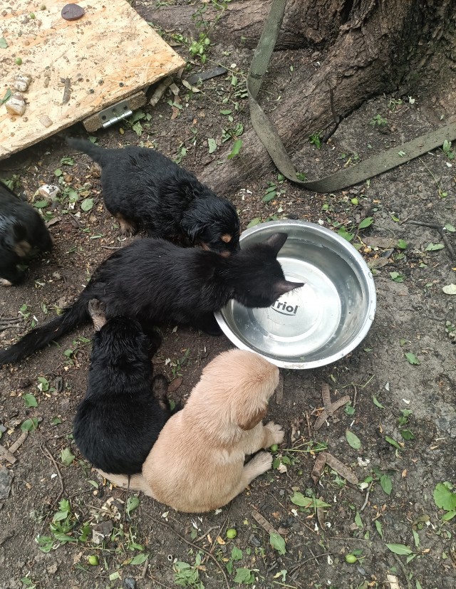 5+1