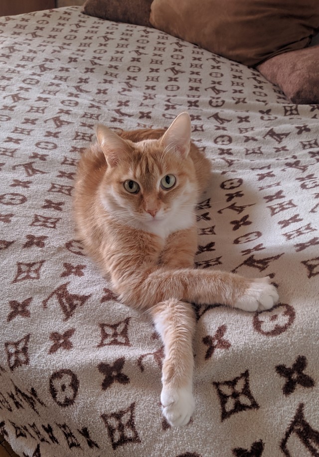 Котовторник,  кот Марс.