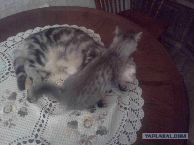 Котовторник 23.07.2013