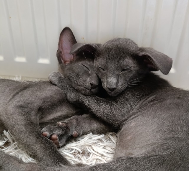С котовторником!