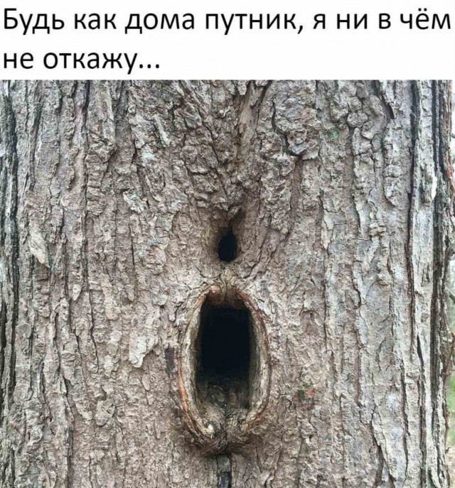 Природа победила: как деревья «пожирают» то, что создал человек