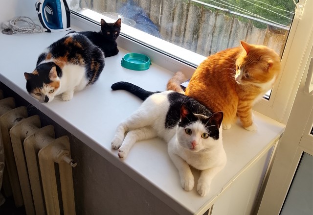 С котовторником!