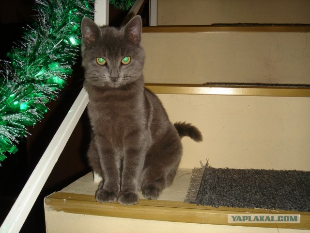 Котовторник  30.07.2013