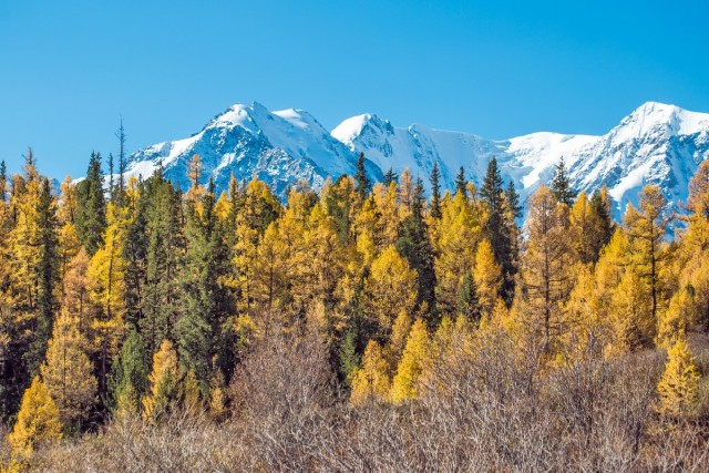 Осень в тайге