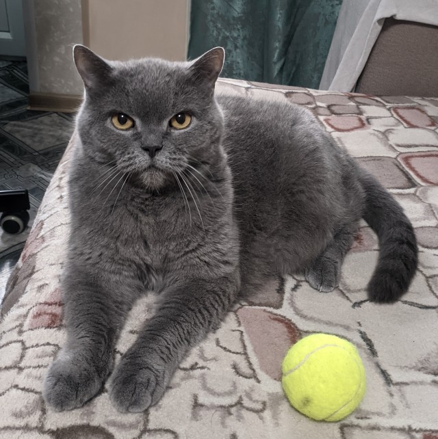 Очередной котовторник