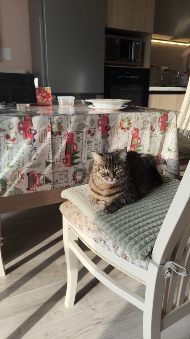 Очередной котовторник