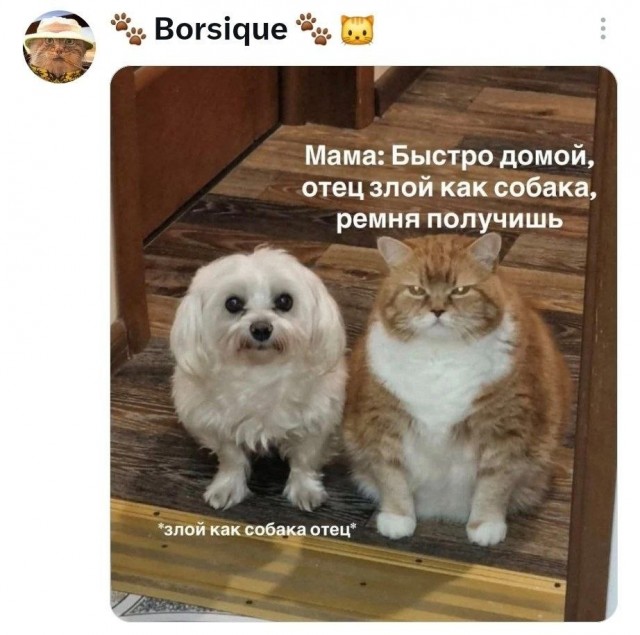 Картинки для деградации 285 (разной степени свежести)