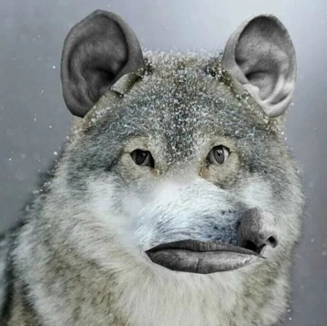 Сове картинка