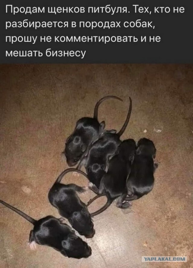 Гуманоидных роботов теперь можно нанять для уборки квартиры