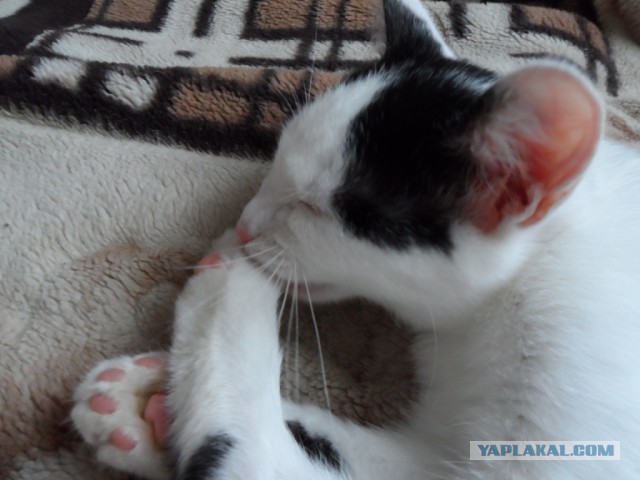 Котовторник 22.10.2013