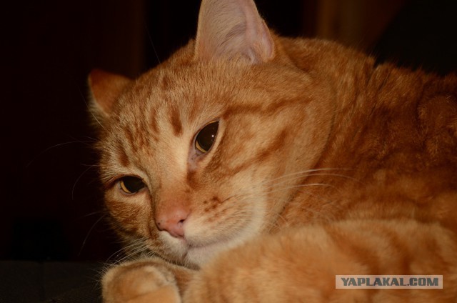 Котовторник 4.02.2014