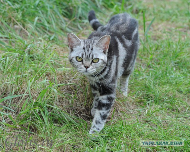 Котовторник 25.02.2014