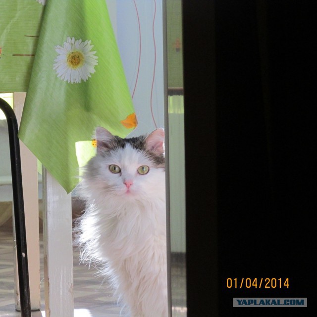Котовторник 01.04.2014