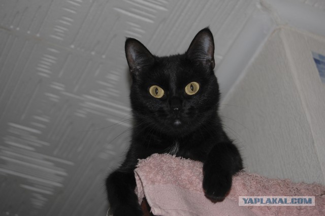 Котовторник  08.04.2014