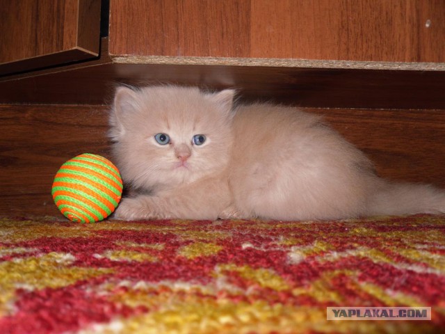 Котовторник   15.04.2014